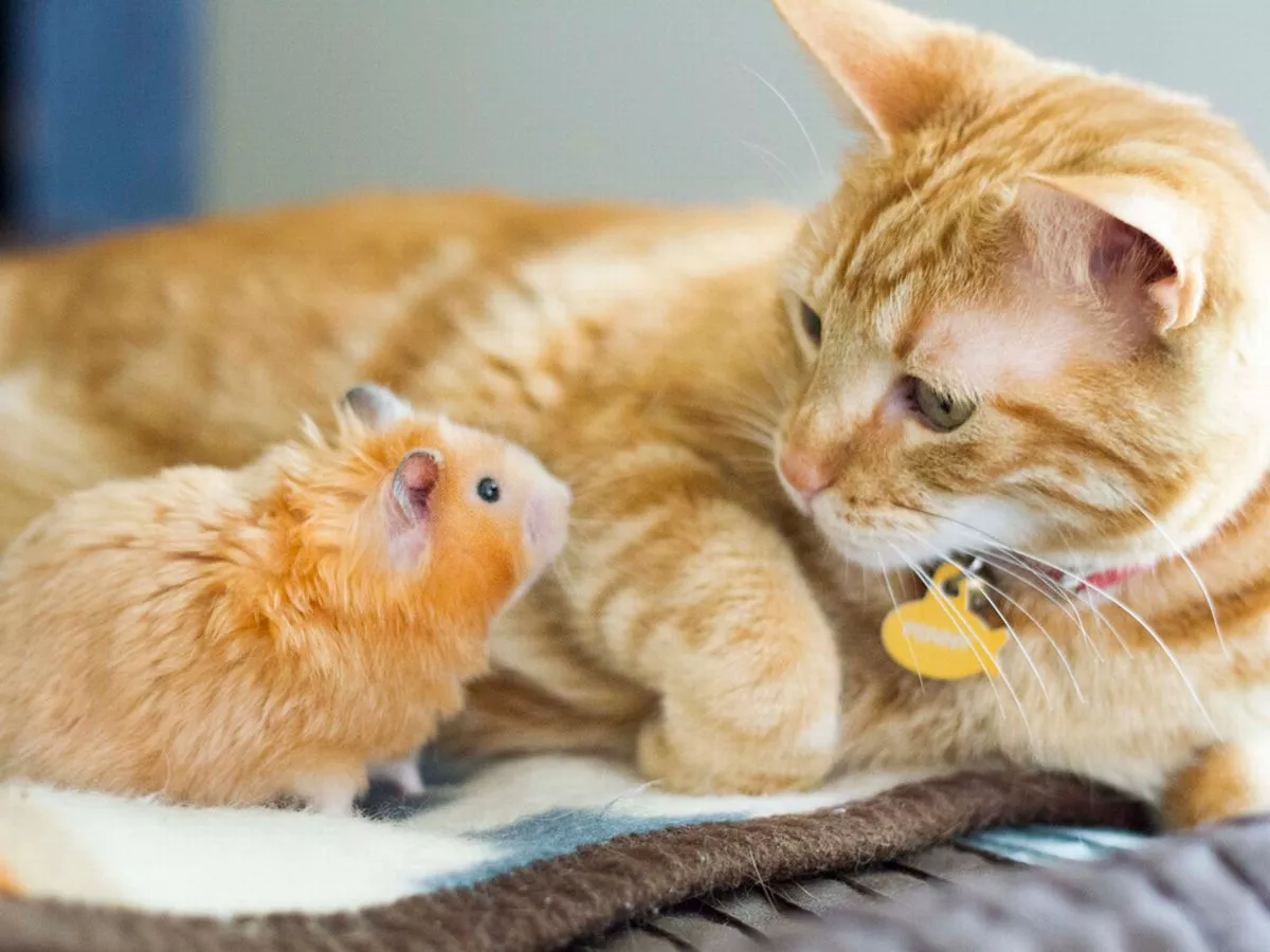 Hamster vs Cat: The Ultimate Showdown! 🐹🐱