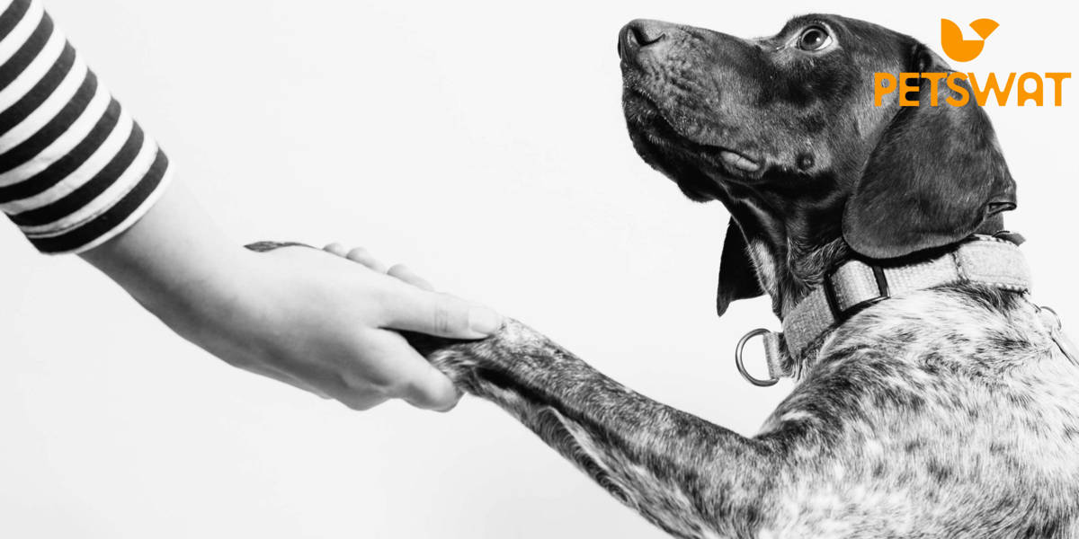 How to Train a Dog to Give Paw? Teaching to Handshake
