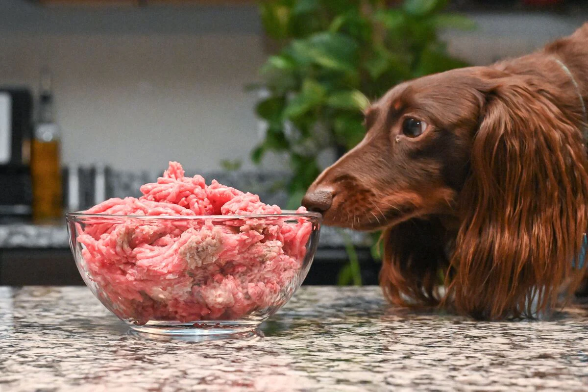 Is Beef Good For Dogs? The Great Debate For Everyone!