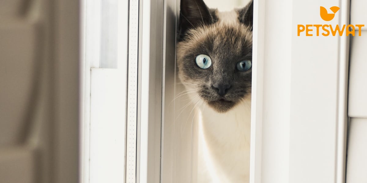 How to Train a Cat to Use a Cat Door? Feline Independence 🐱🚪