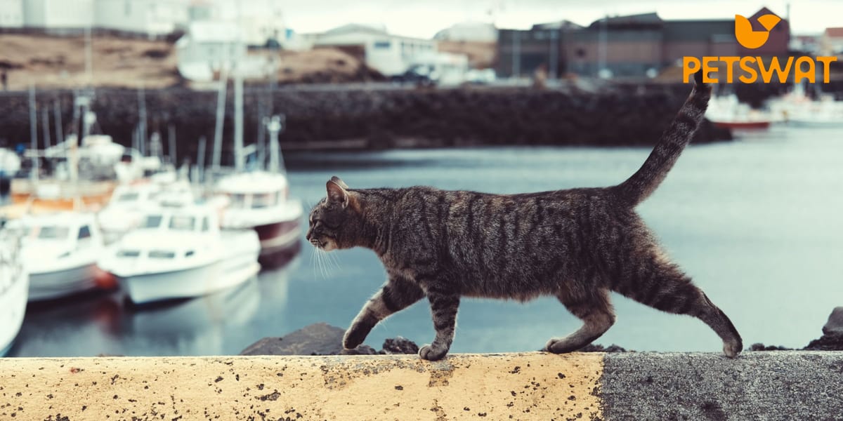 How to Train an Adventure Cat? A Journey of Exploration