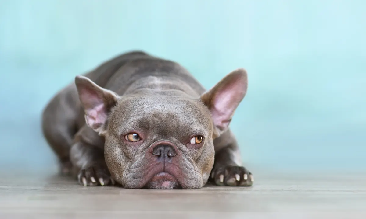 What is a Lilac French Bulldog? The Hottest New Trend