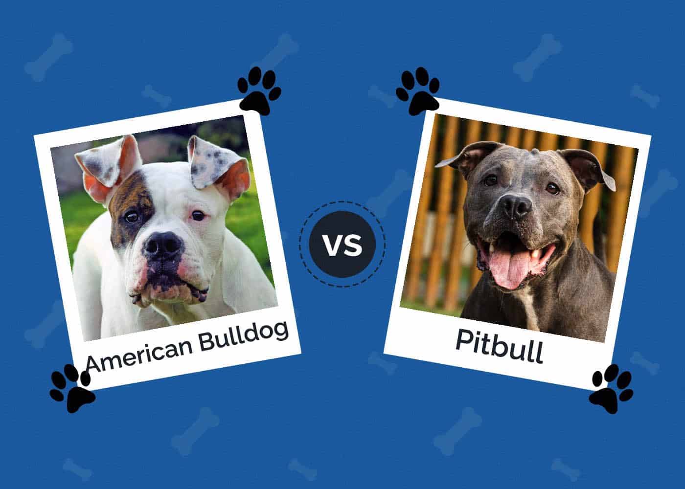 Pitbull vs American Bulldog