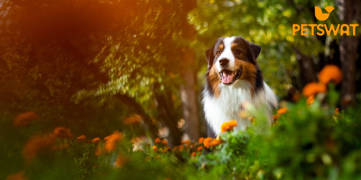How Much does a Border Collie Cost? From Puppies to Adults