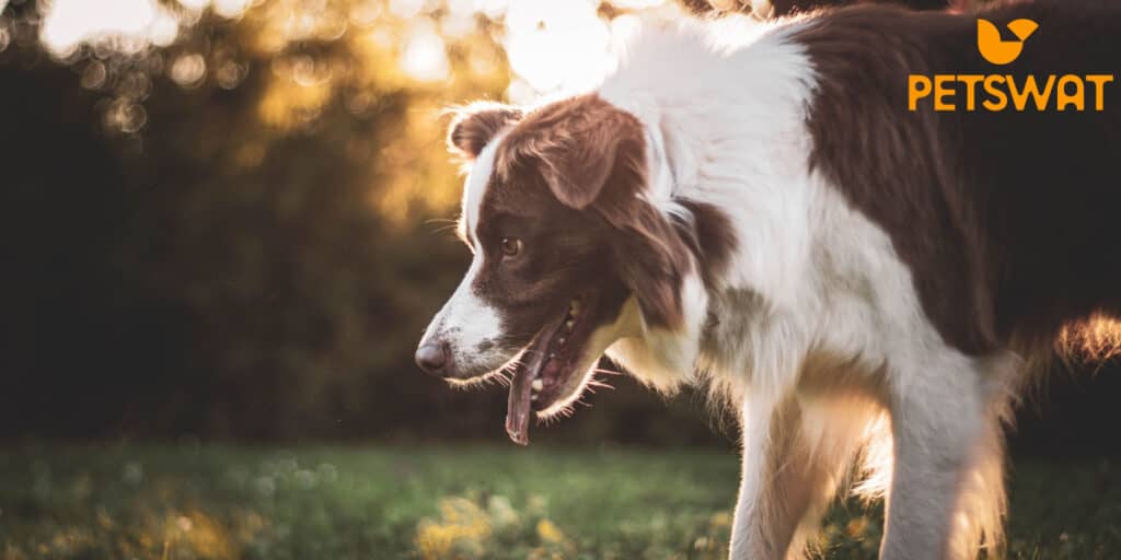 How Much does a Border Collie Cost