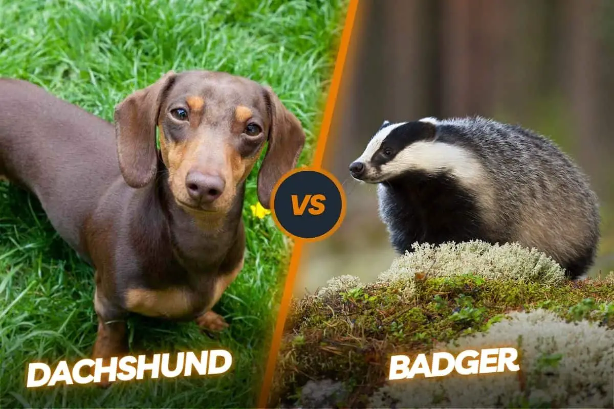 Dachshund vs Badger: The Surprising Similarities and Differences