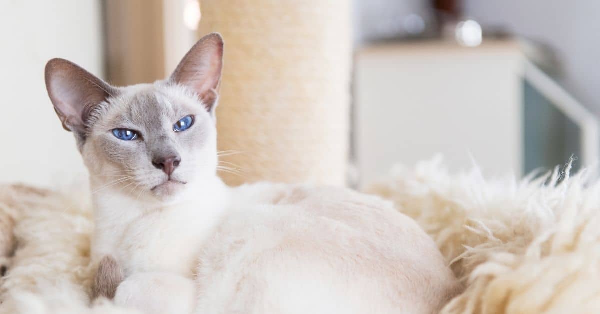 Cats that Look like Siamese: How to Tell Them Apart