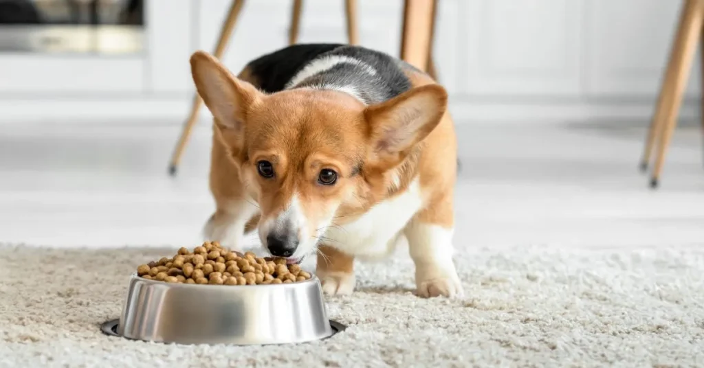 How Much Should a Corgi Eat