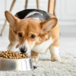 How Much Should a Corgi Eat