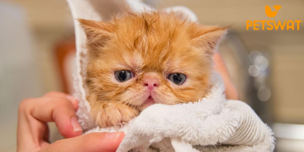 How Much does a Persian Cat Cost