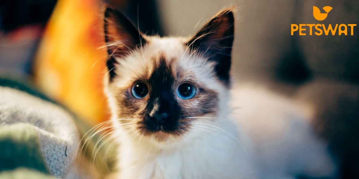 How Much does a Siamese Cat Cost? The Price of Purrfection