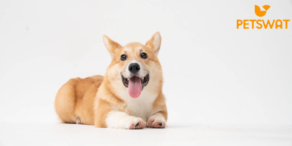 How Much is a Corgi Puppy? The Cost of Cuteness