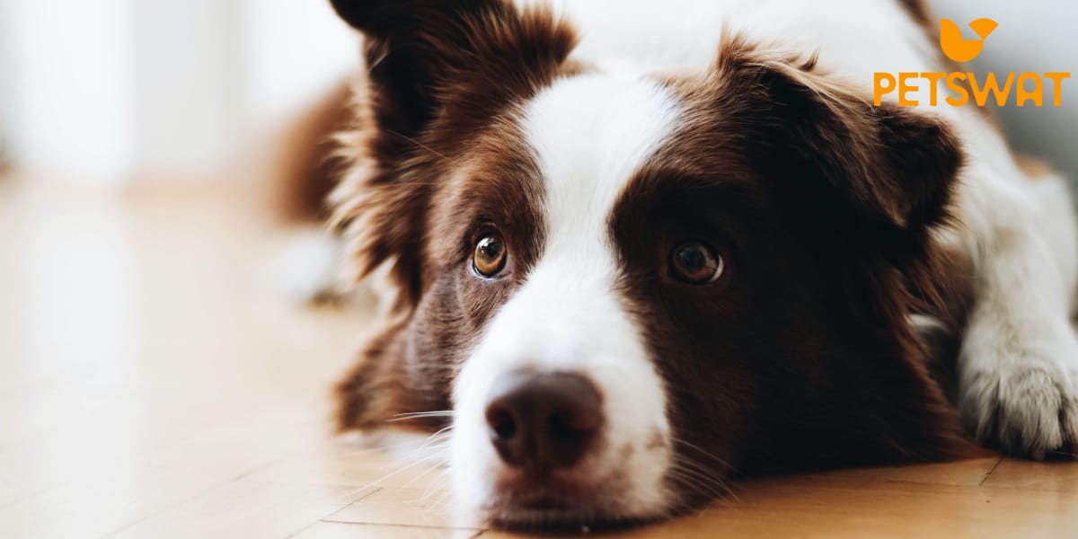 How to Keep a Border Collie Busy? 8 Fun and Creative Ways