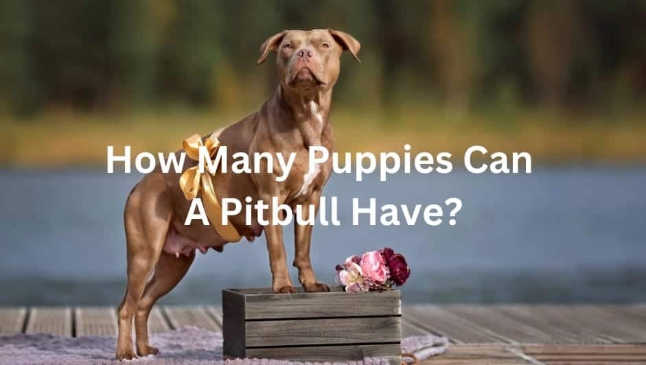 How Many Puppies Can a Pitbull Have?