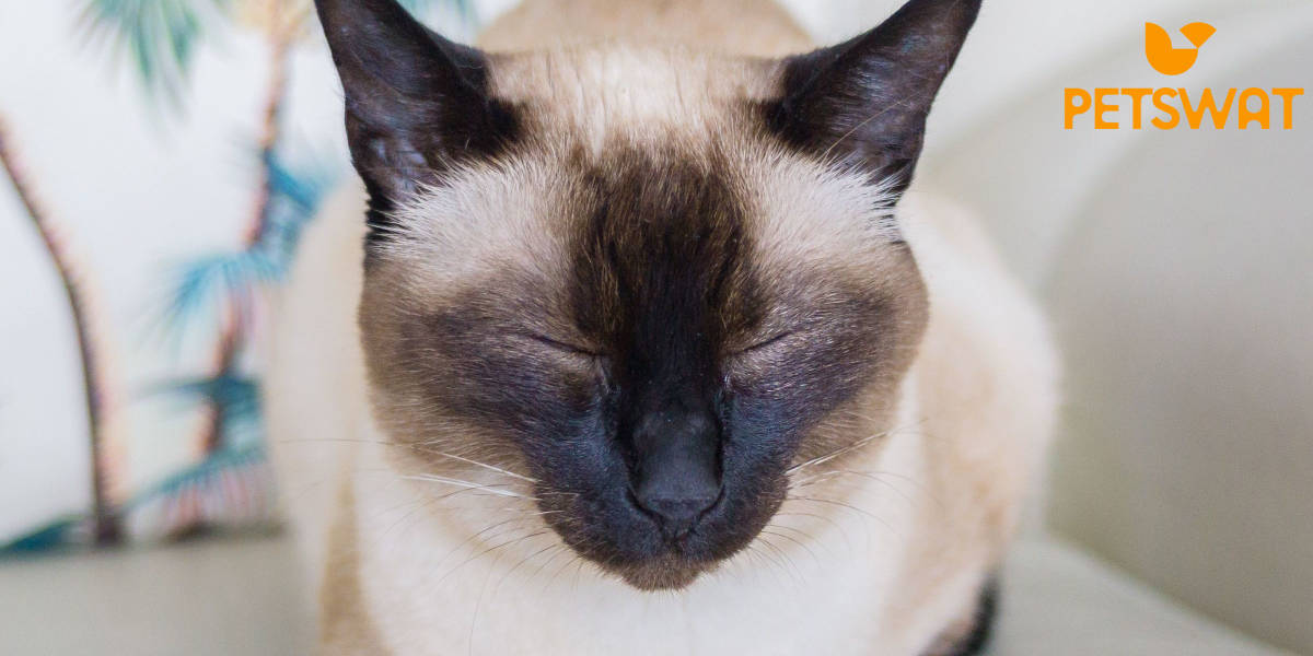 When do Siamese Cats Stop Growing? From Kitten to Adult