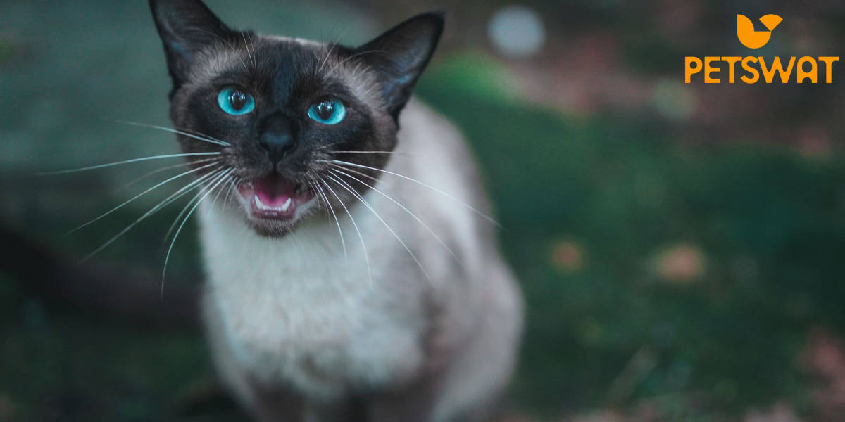 Why Do Siamese Cats Meow So Much? Decoding the Siamese