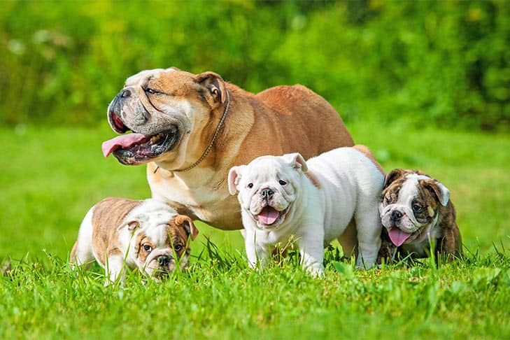 How Many Pups do English Bulldogs Have