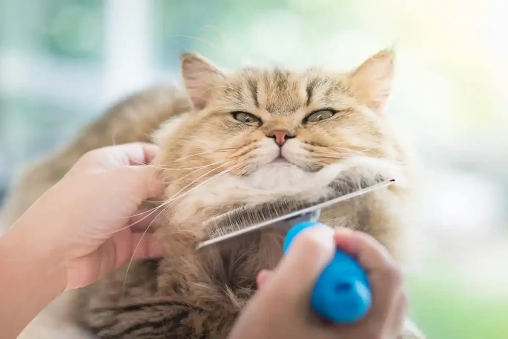 How to Groom Persian Cats