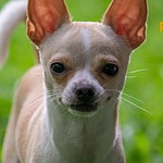 Do Chihuahuas Bark A Lot