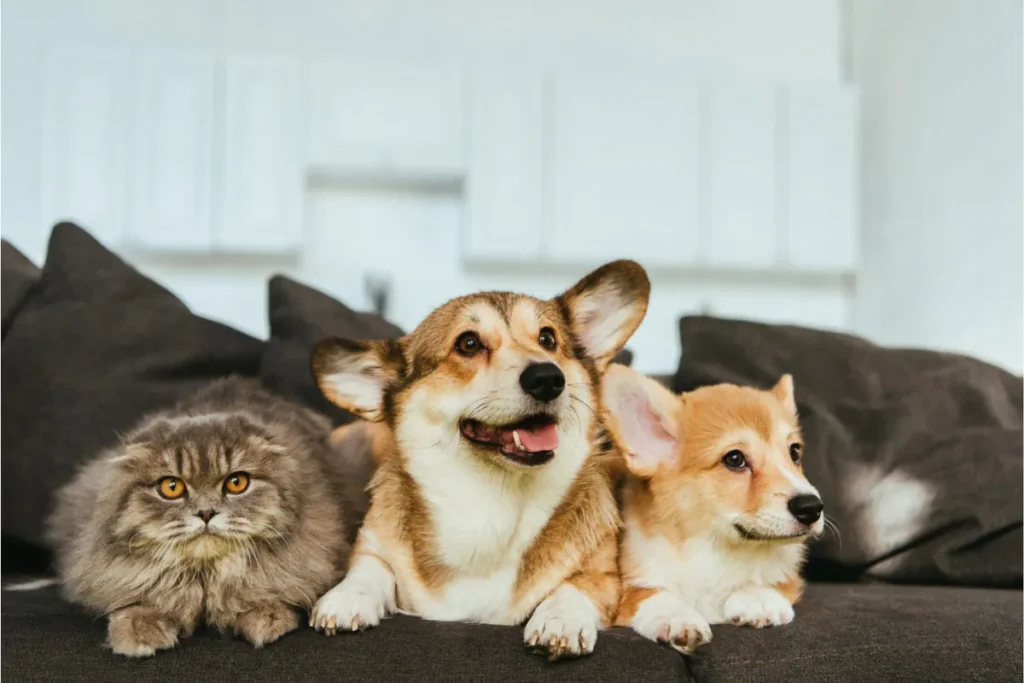 Are Corgis Good with Cats