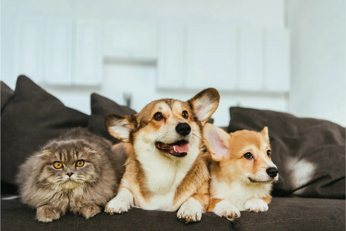 Are Corgis Good with Cats? How to Introduce Them Properly?