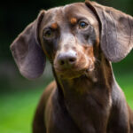 Doberman Dachshund Mix