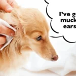 How to Clean Dachshund Ears