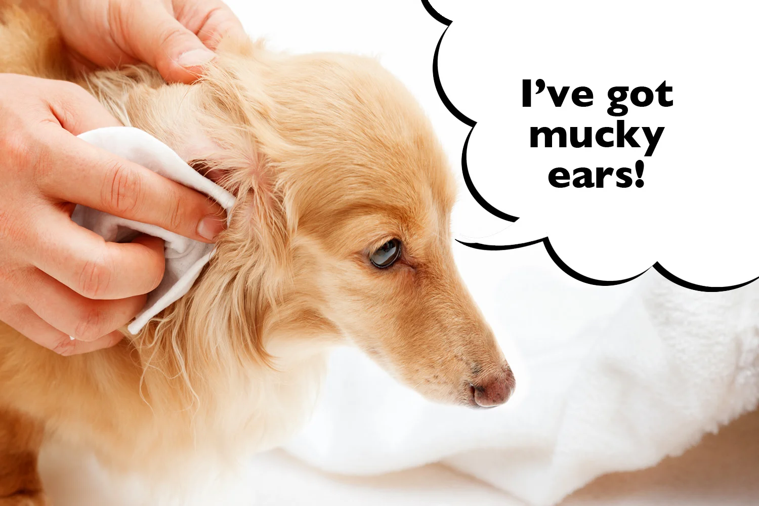 How to Clean Dachshund Ears