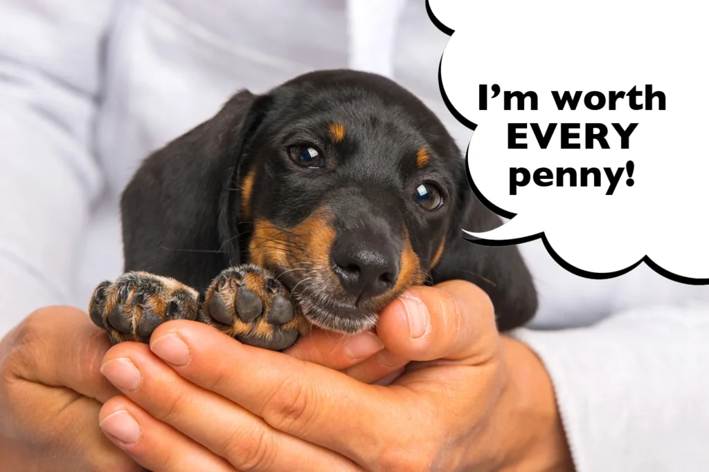 How much do Dachshunds Cost