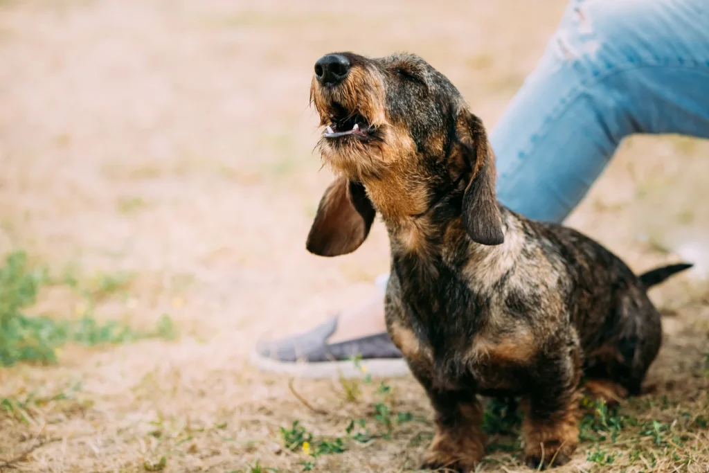 how to stop dachshunds from barking