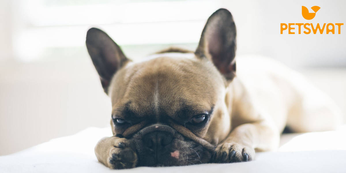 How Much to Feed French Bulldog Puppy? From Pup to Adult