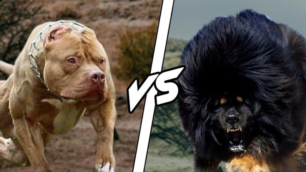 Tibetan Mastiff vs Pitbull