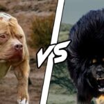 Tibetan Mastiff vs Pitbull