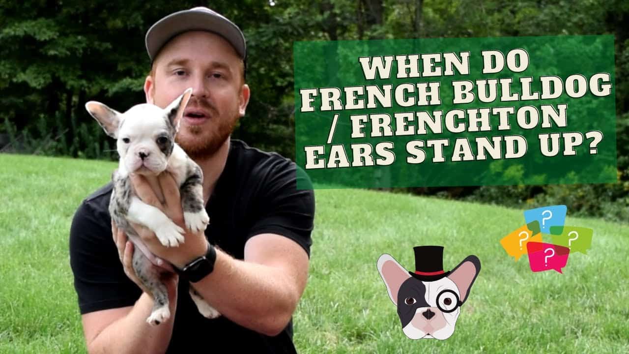 when do french bulldog ears stand up