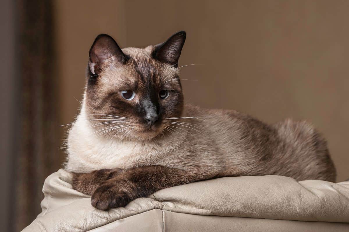 Siamese Cat Mix Breeds: Discover the Unique Personalities