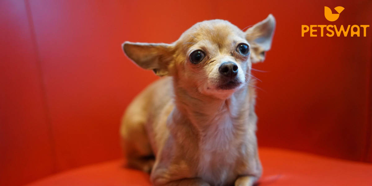 Pear Head Chihuahua: Everything You Need to Know!