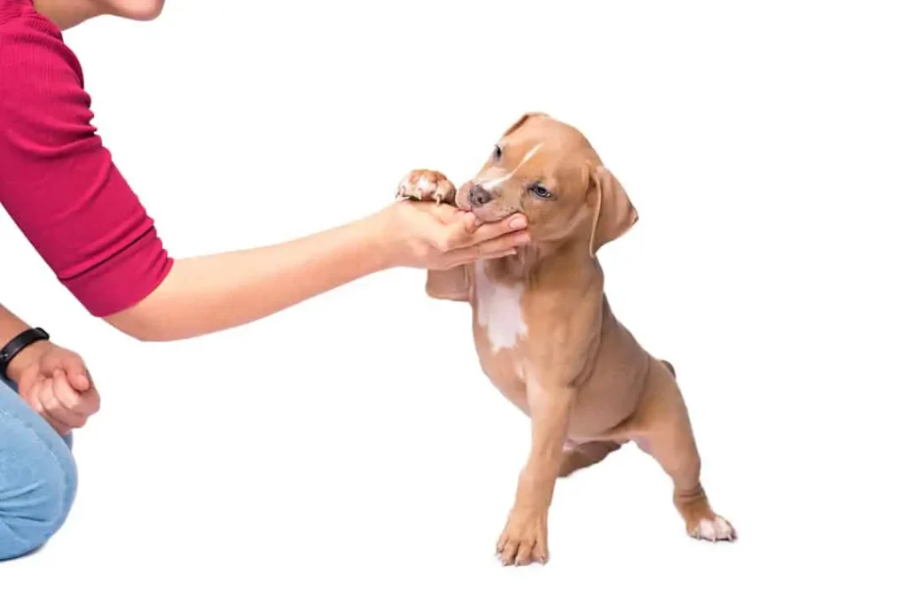 How to Train a Pitbull Puppy Not To Bite