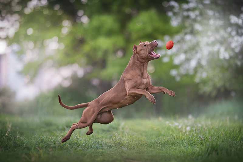 how high can a pitbull jump