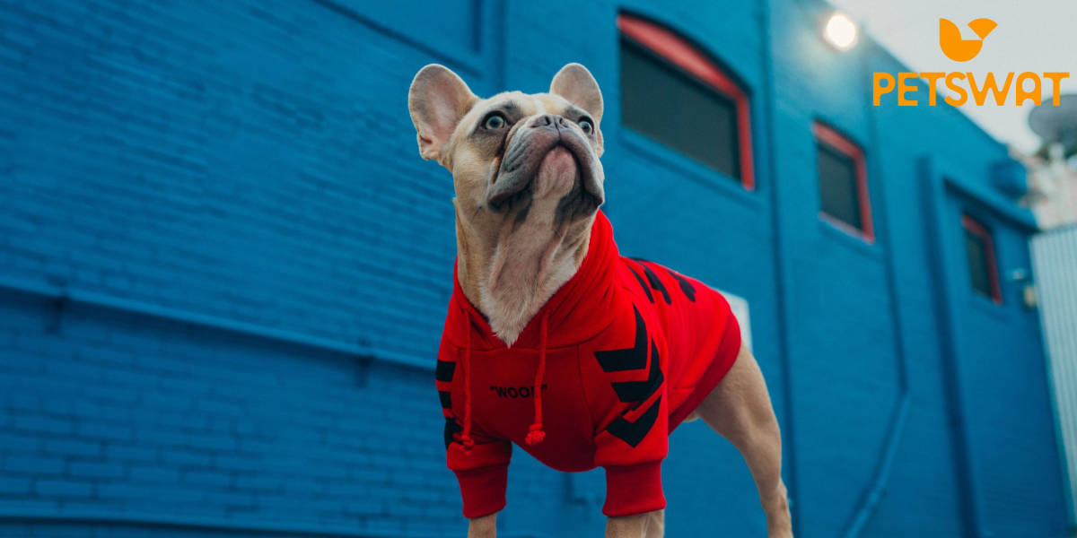How Smart are French Bulldogs? The Einstein of the Canine World