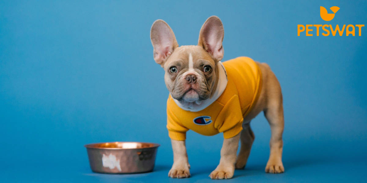 What can French Bulldogs NOT eat? 🥩🧀🐶