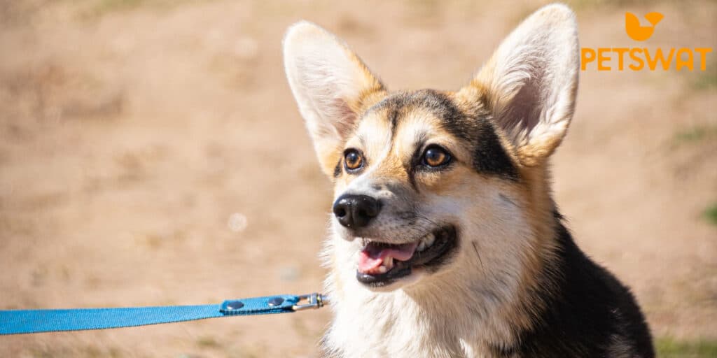 When Do Corgis Ears Stand Up