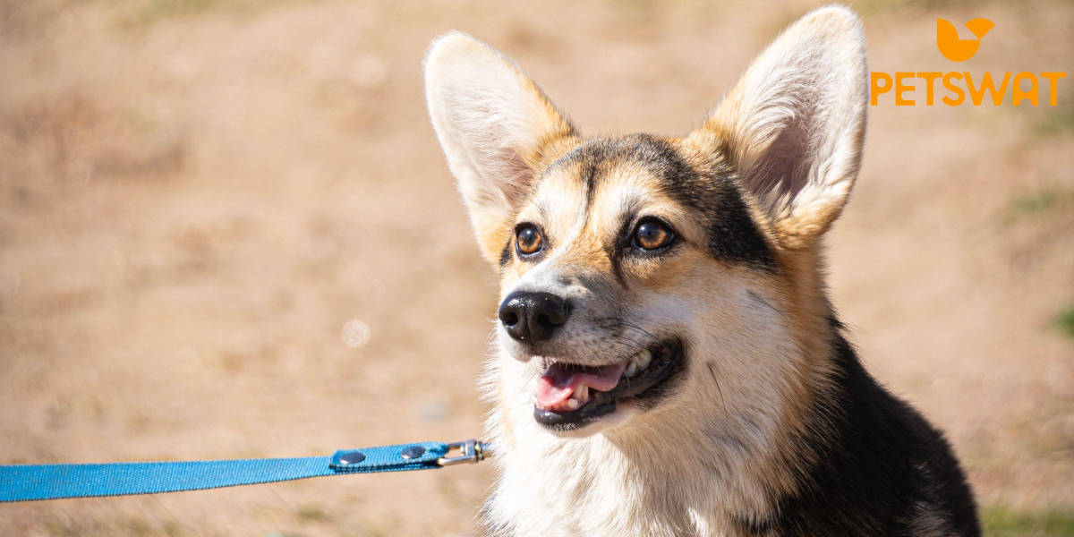 When Do Corgis Ears Stand Up? The Big Reveal