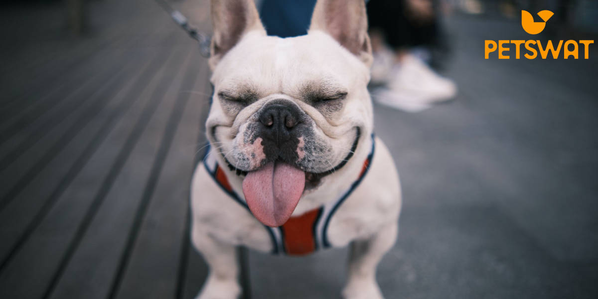 why do French Bulldogs fart so much