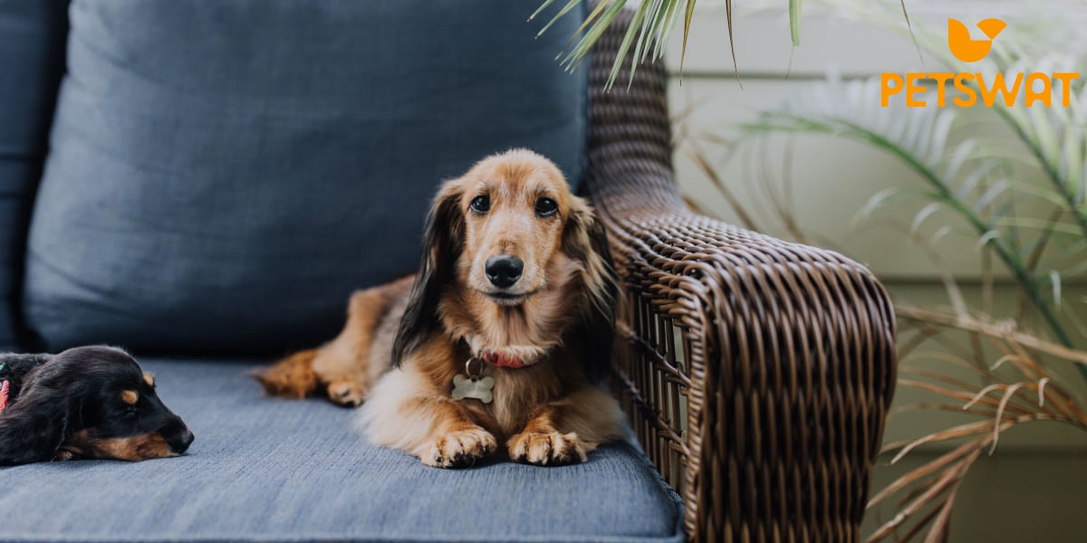 Why do Dachshunds Shake? From Anxiety to Excitement