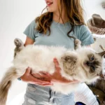 Why do Ragdoll Cats Go Limp