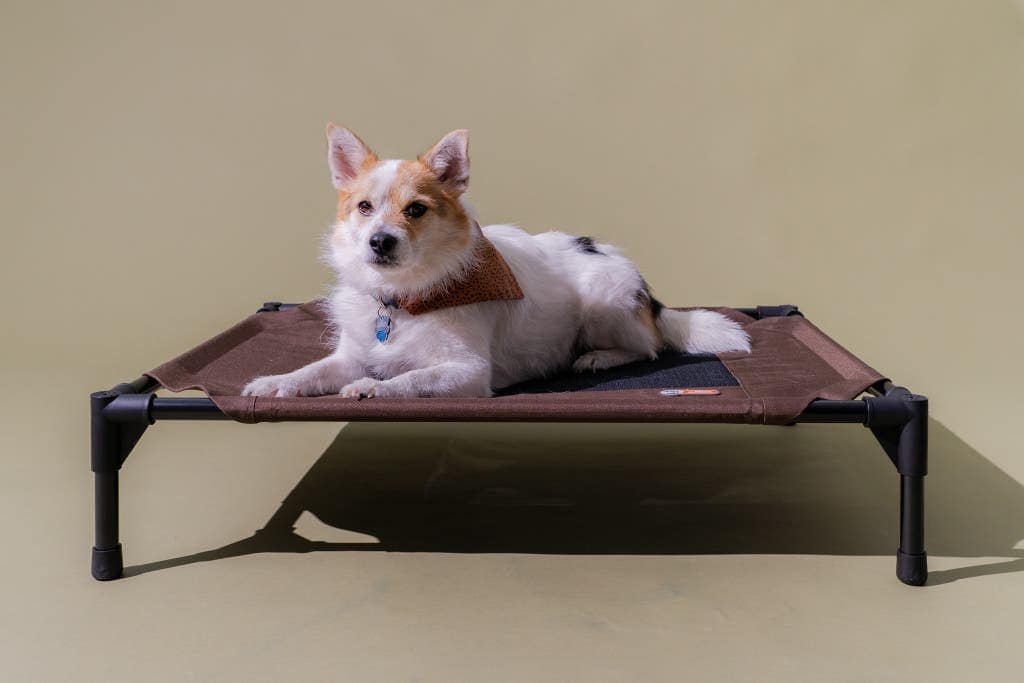 Top Picks for Best Dog Beds: A Buyer's Guide to Canine Comfort