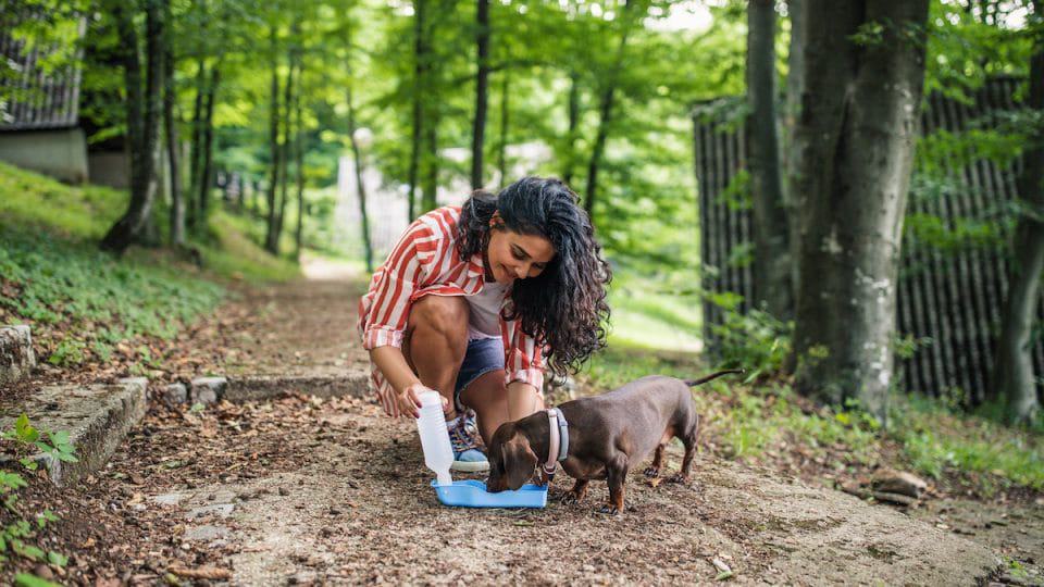 best Portable dog water bowls