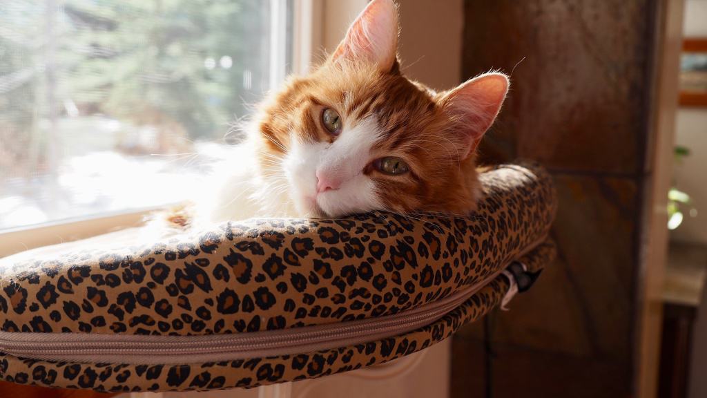 Top Picks for Best Cat Beds: Ultimate Comfort for Feline Friend