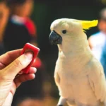 clicker training for birds