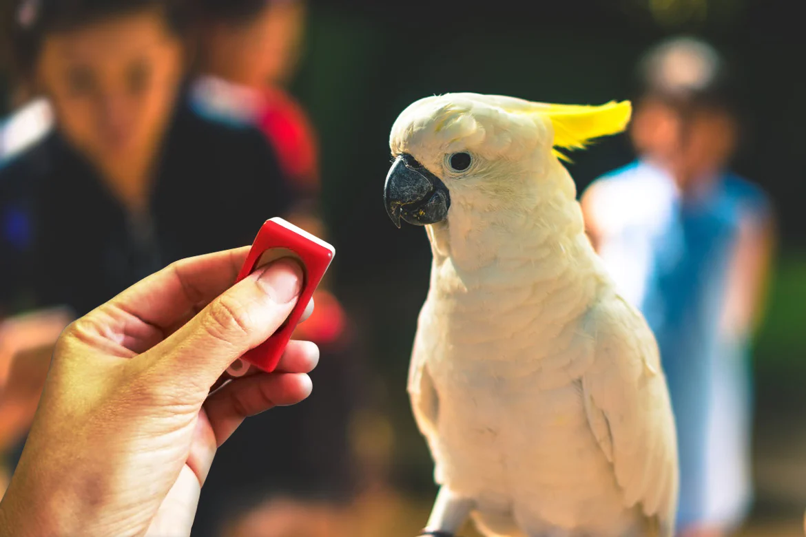 clicker training for birds